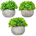 Maceta Cemento Hojas Verdes (12x12).webp